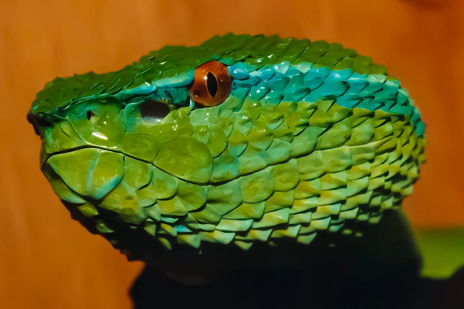 Close-up of a green snake with yellow and black markings on its head, with a wooden background.