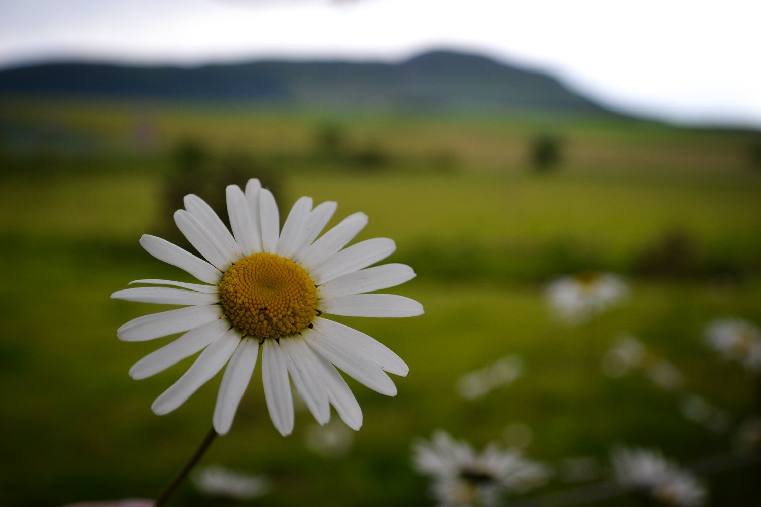 Close-up of a daisy flower with white petals and a yellow center against a blurred green meadow and distant mountain background.