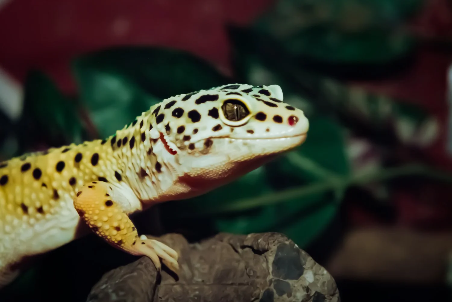 Close-up of a leopard gecko with yellow and black spots on its body, perched on a rock with lush green and red foliage in the background.