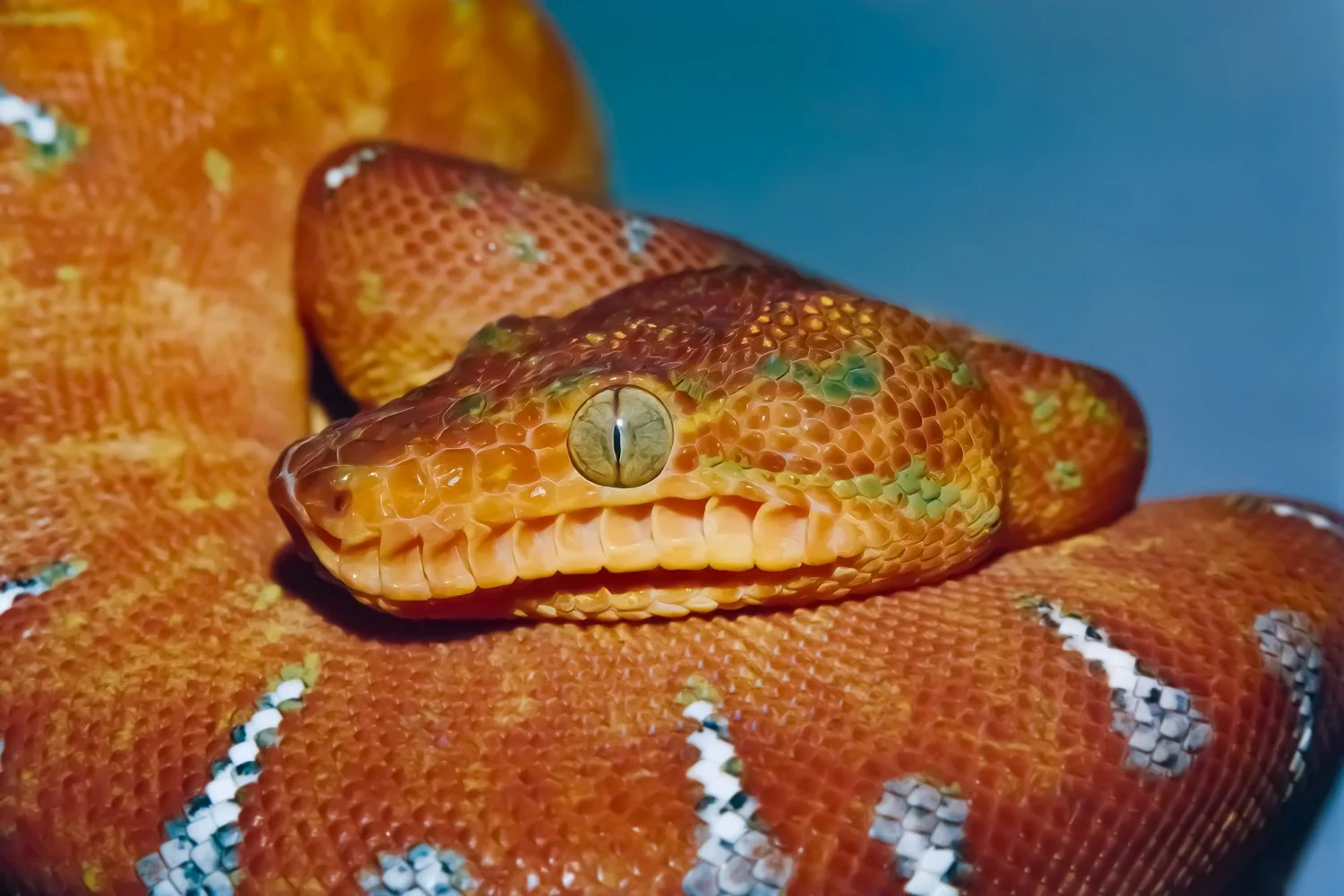 Close-up of a snake with orange scales, with a head featuring yellowish-green eyes and a mouth with visible teeth, against a blue background.