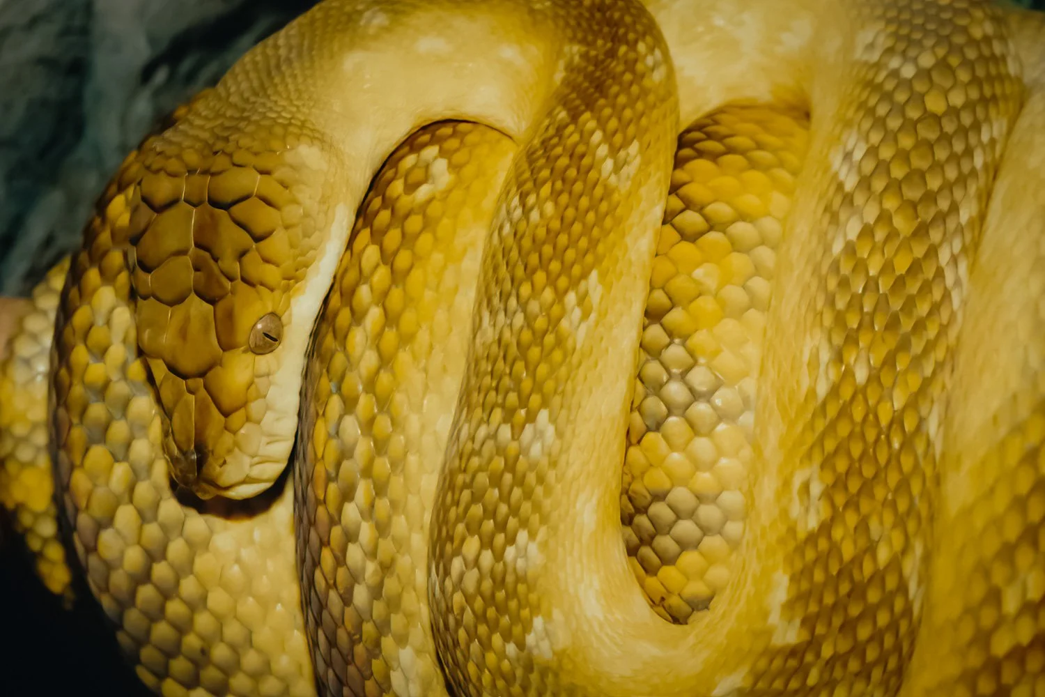 Close-up of a yellow amethystine python coiled with textured scales