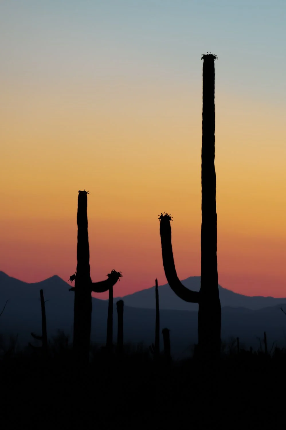 Silhouetted saguaro cacti against a colorful sunset sky with mountains in the background.
