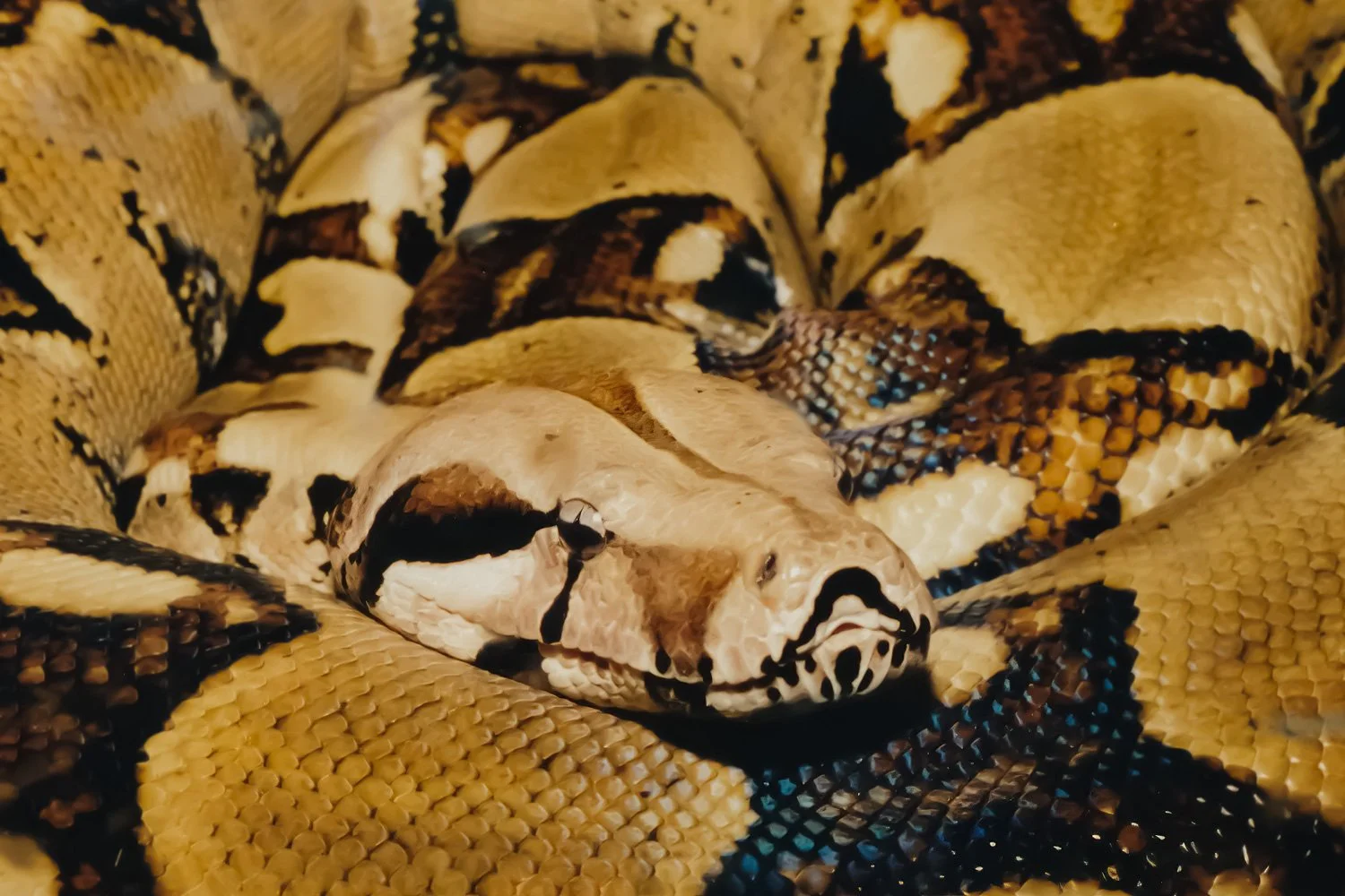 Close-up of a python snake resting on a surface, showing its head and patterned body with shades of yellow, black, and brown.