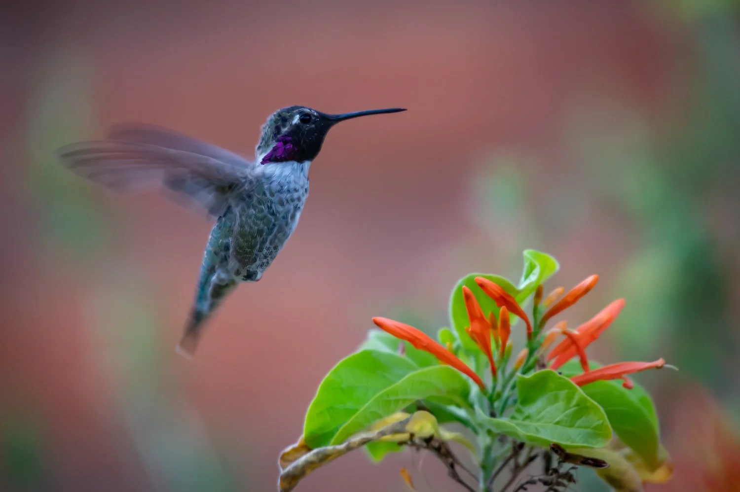 A hummingbird with a dark head and iridescent purple patches near its neck hovering next to a cluster of orange tubular flowers with green leaves.