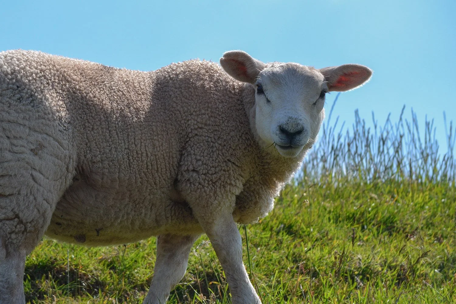 A close-up of a sheep standing on a grassy field with a clear blue sky in the background.