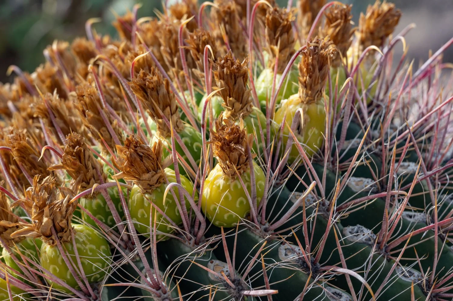 Close-up of a fishhook barrel cactus with yellow-green pads, brown flowers, pinkish spines, and some white patches on the cactus surface.