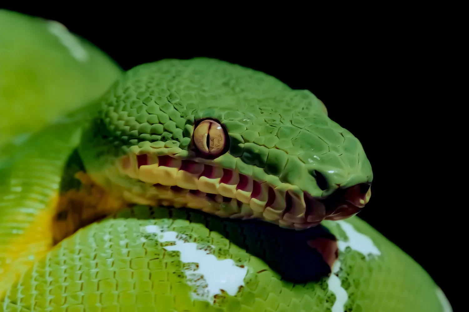 Close-up of a green snake with textured scales, yellow eyes, and partially open mouth, resting on a green leaf, against a black background.