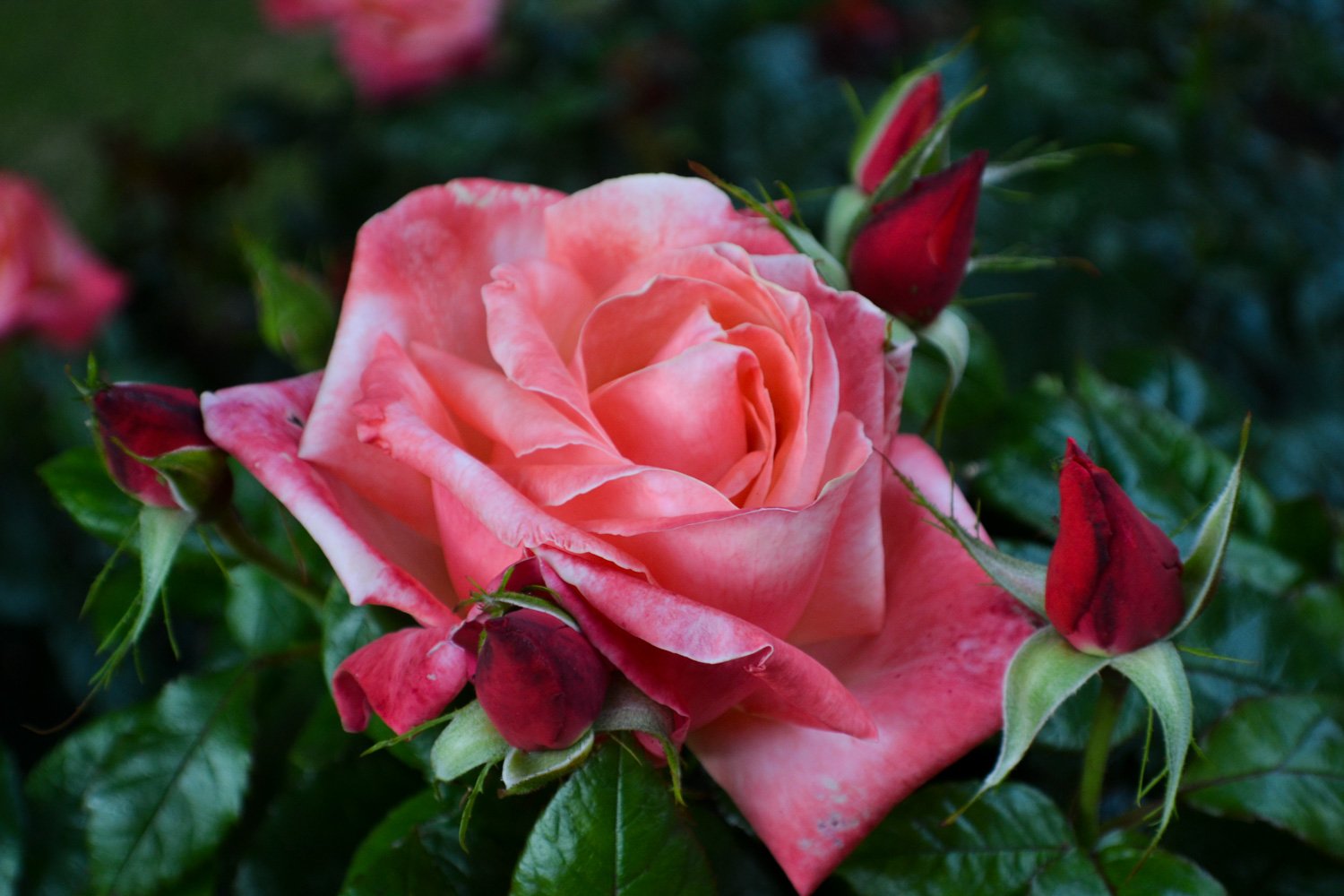 A close-up of a pink rose in bloom surrounded by several rosebuds and green leaves.