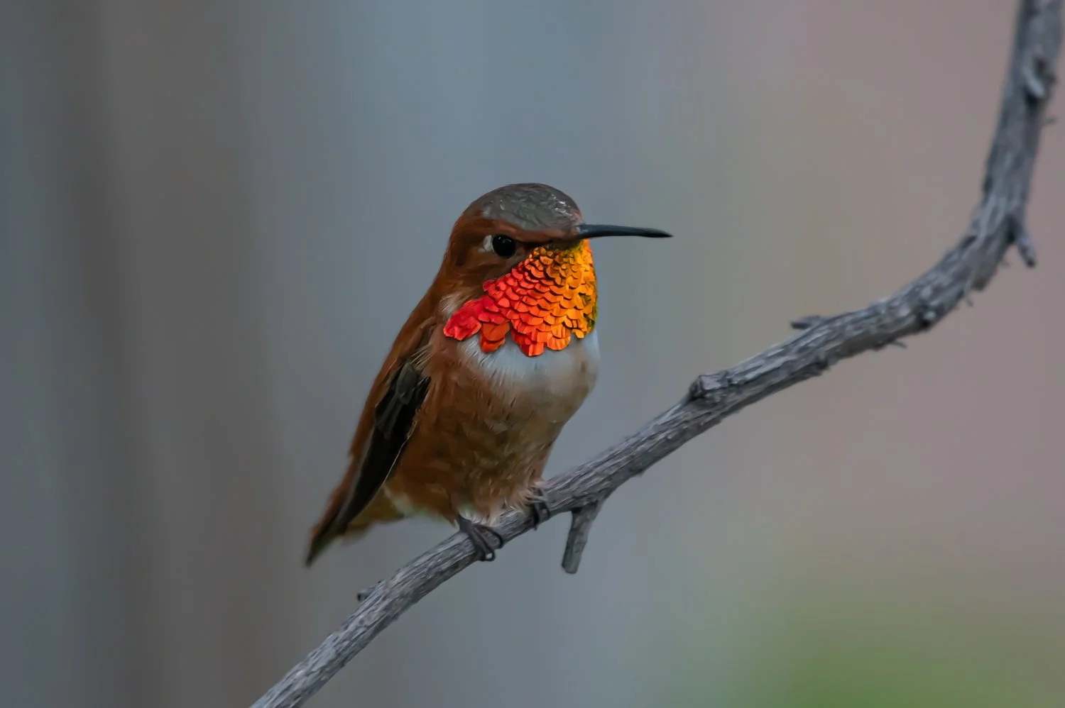 A hummingbird perched on a branch with vibrant orange and yellow feathers on its neck.