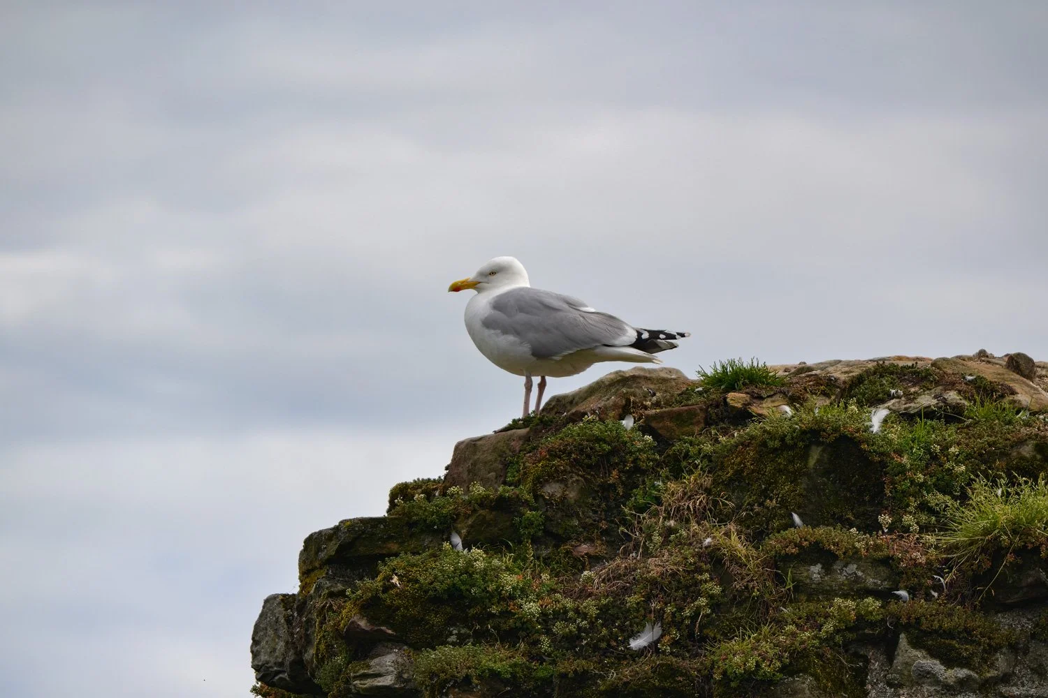 Seagull standing on a mossy rocky ledge under a cloudy sky.