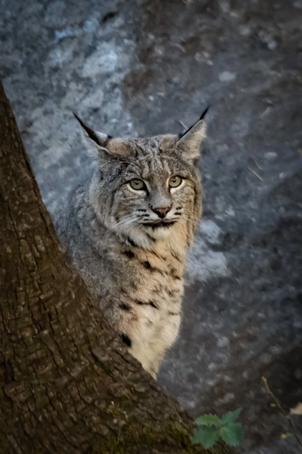 A bobcat peeking from behind a tree trunk with a rocky ground background.