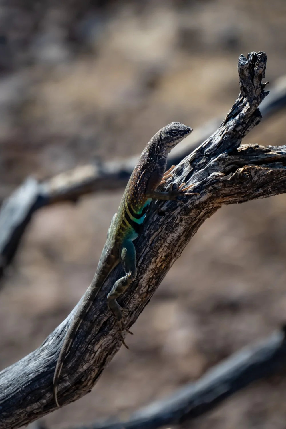 A lizard perched on a weathered piece of wood in a dry environment.
