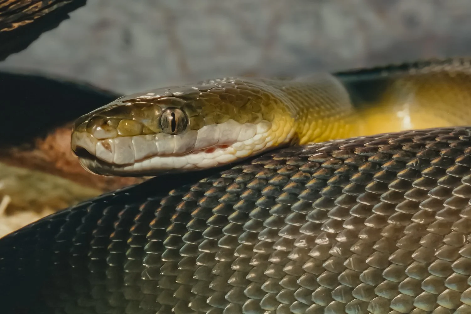 Close-up of a snake with a patterned body and a pointed head, resting on a dark surface.