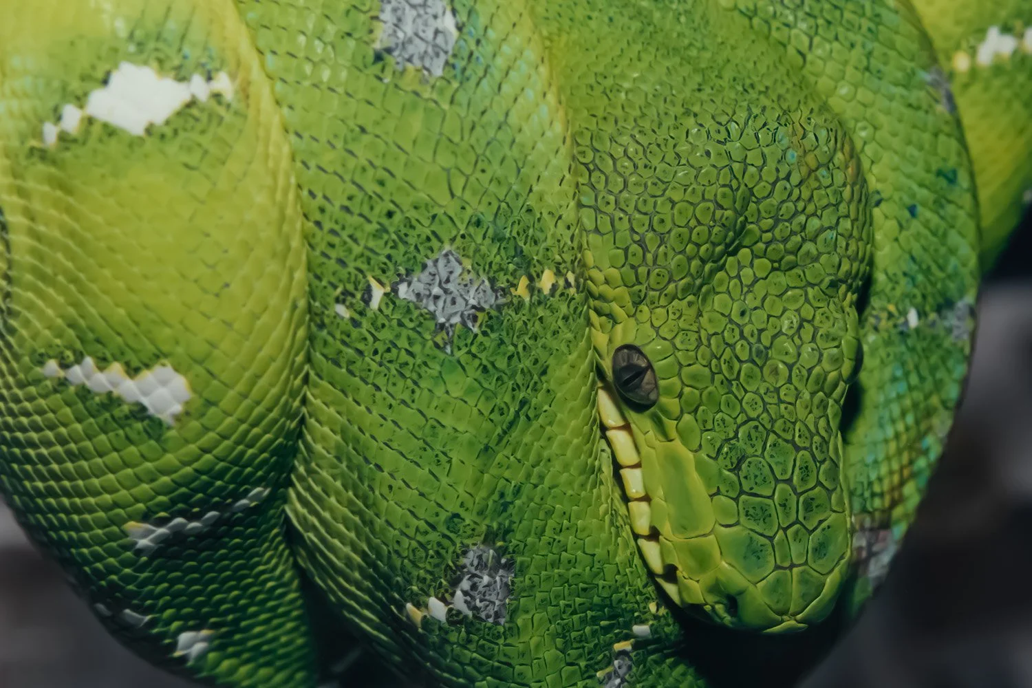 Close-up of a green snake, coiled with prominent scales and black eyes, with patches of white and gray on its body.