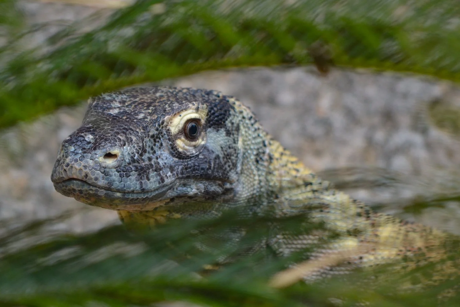 Close-up of a Komodo Dragon partially peeking through green foliage.