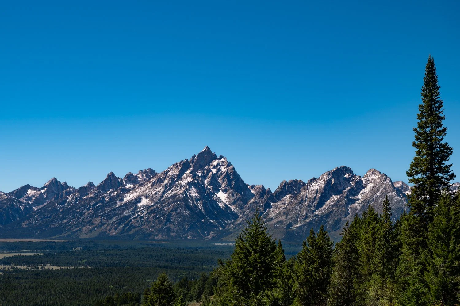 Snow-capped Grand Teton mountain range under a clear blue sky with green pine trees in the foreground.