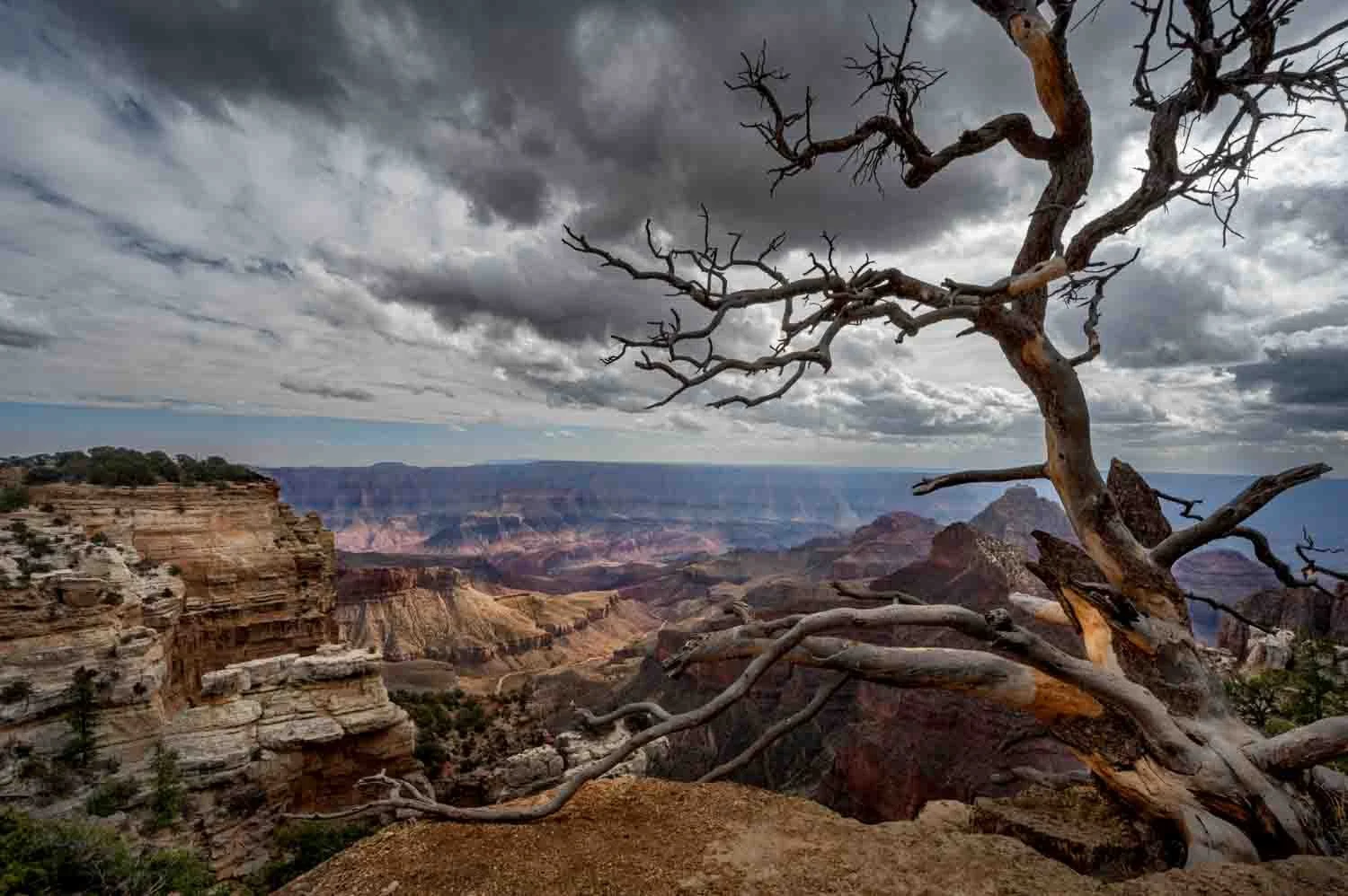 A leafless, twisted tree on a hill overlooking the Grand Canyon under a cloudy sky.