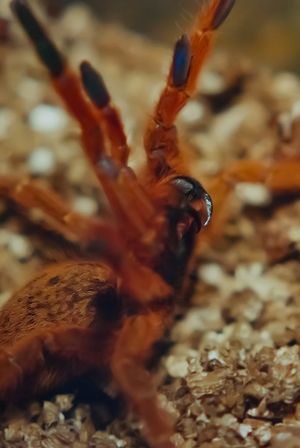 Close-up of a spider on a textured surface, with detailed view of its legs and body with exposed fangs.
