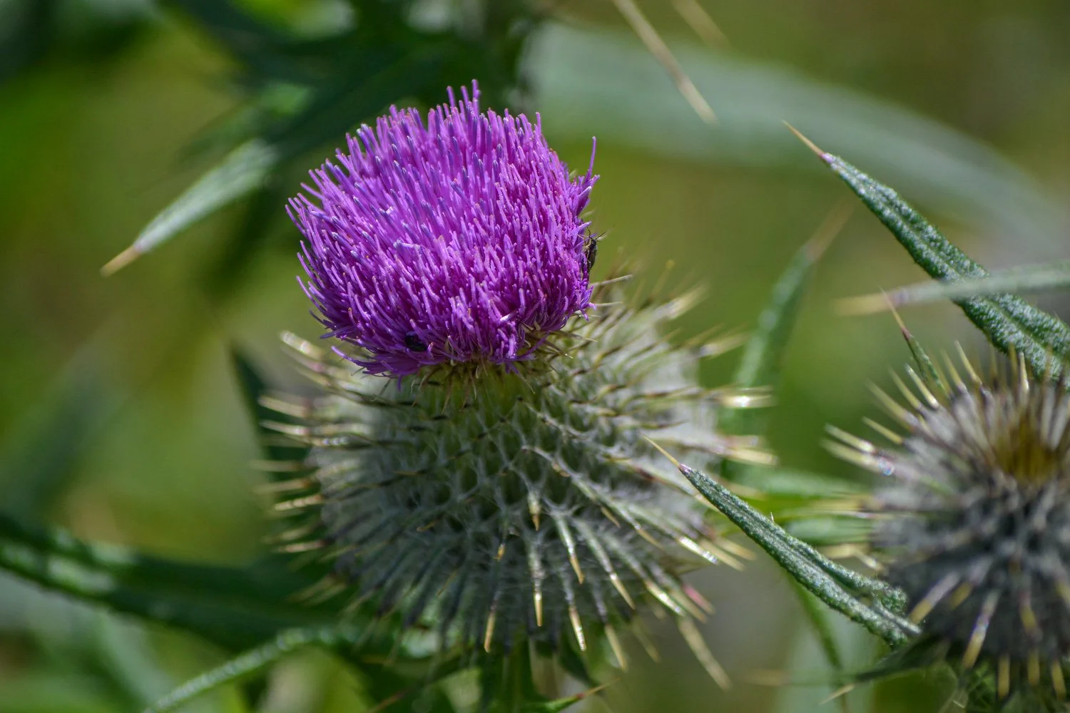 Close-up of a purple thistle flower with spiky green leaves and blurred background.