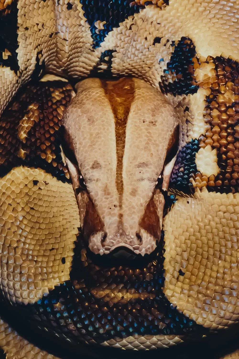 Close-up of a snake's head and body, showing patterned scales in beige, brown, black, and blue.