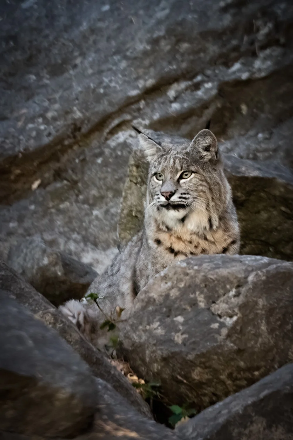 A wild bobcat sitting among rocks in a natural mountain setting.