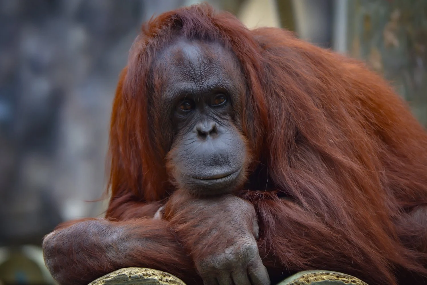 An orangutan with reddish-brown fur resting its chin on its hand, looking at the camera with a contemplative expression.