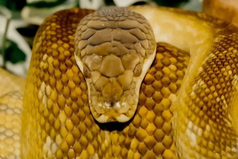 Close-up of a yellow and brown amethystine python with detailed scales and a triangular head.