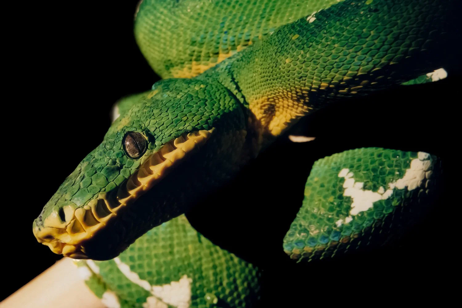 Close-up of a green and yellow snake with intricate scales, set against a black background.