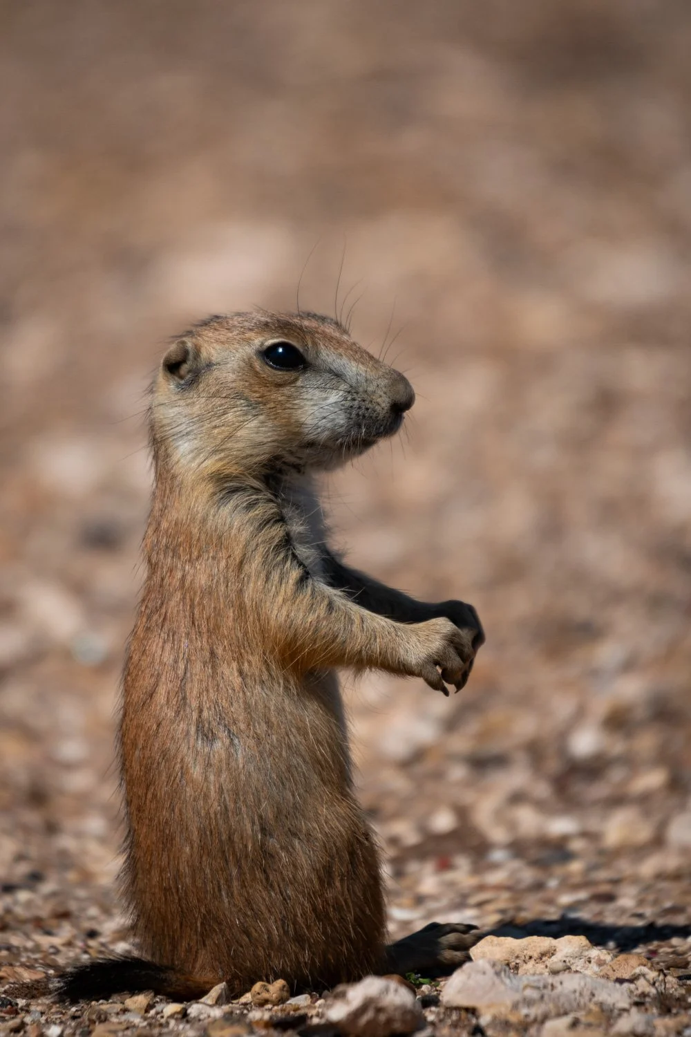 A close-up of a prairie dog standing upright on rocky ground.