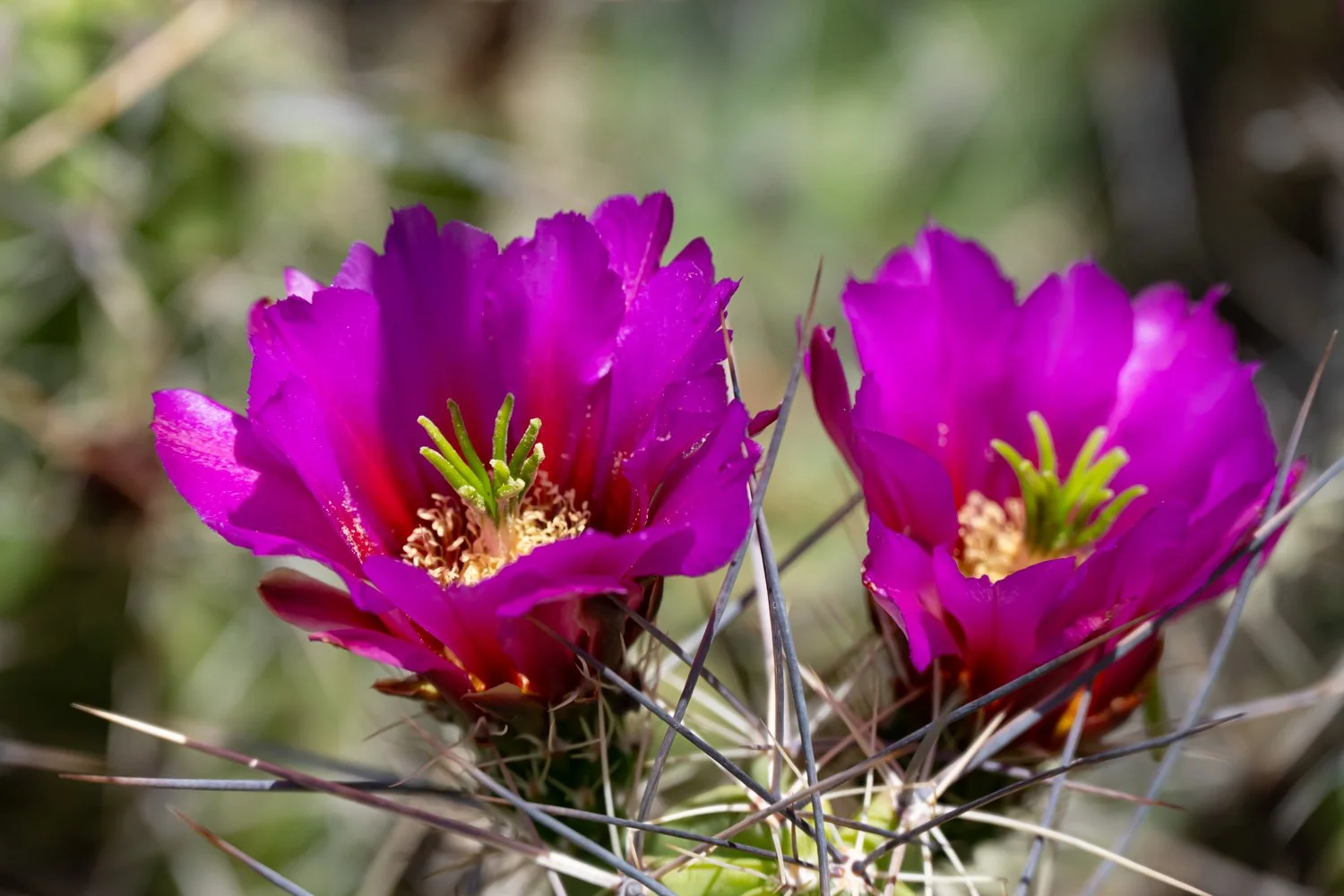 Two vibrant purple cactus flowers blooming on a cactus plant with spines, set against a blurred natural background.