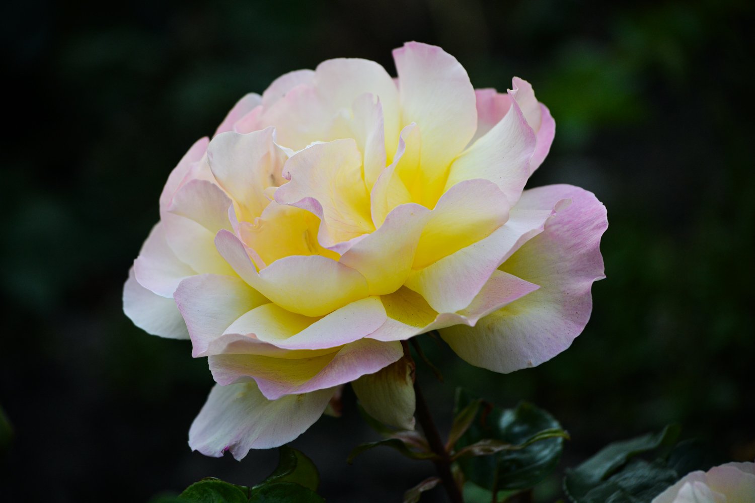 Close-up of a large, light yellow and pale pink rose blooming against a dark green background.