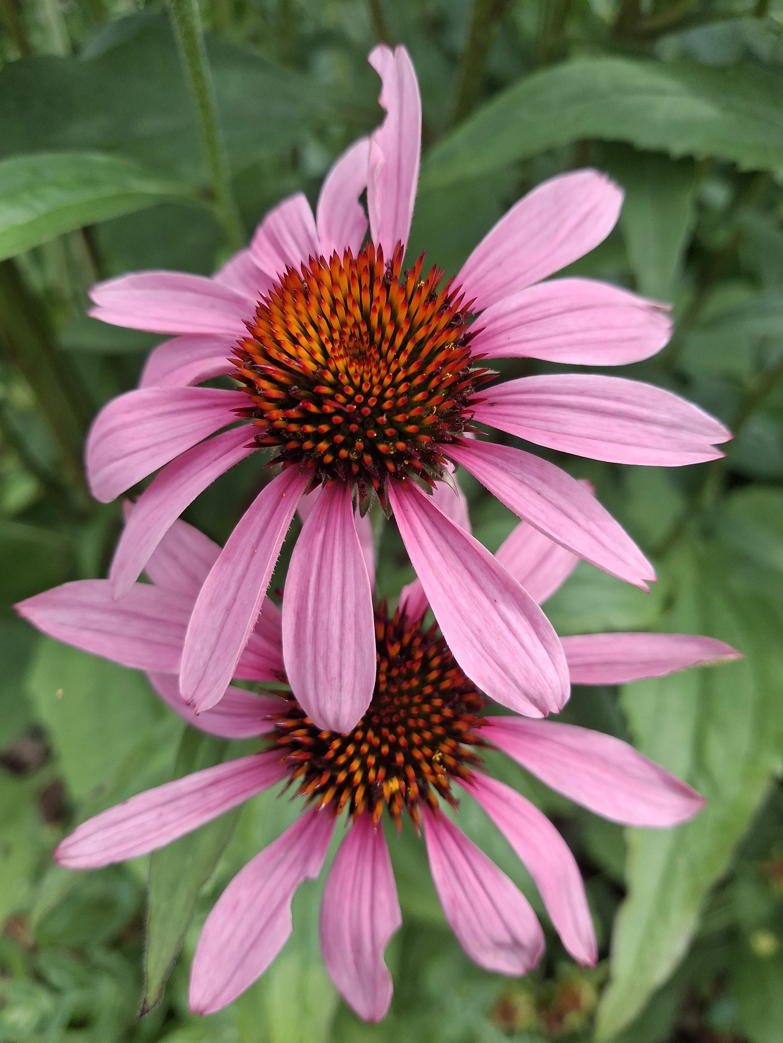 Couples Therapy Massachusetts: Tending Your Garden