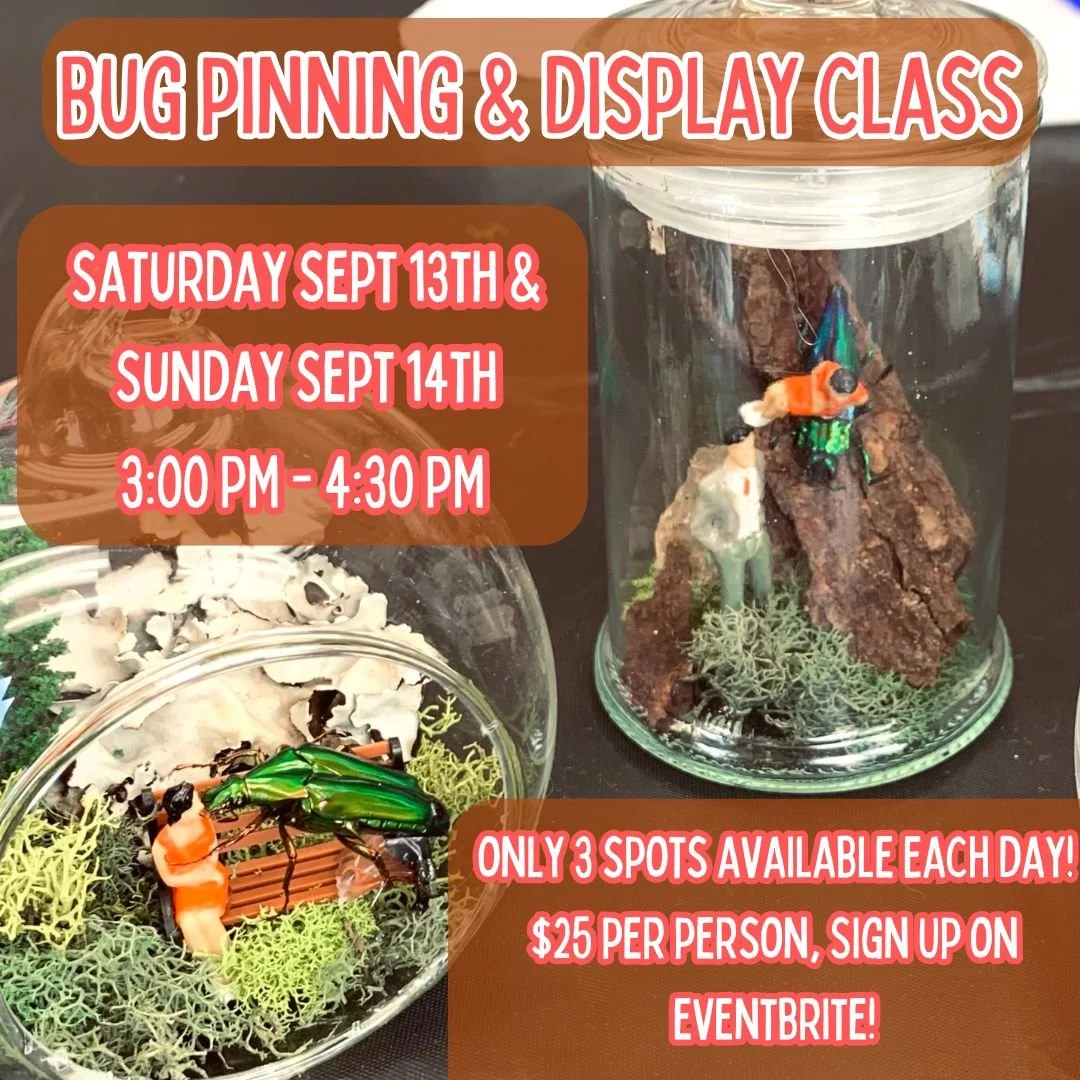 Bug Pinning & Display Class - September 2025