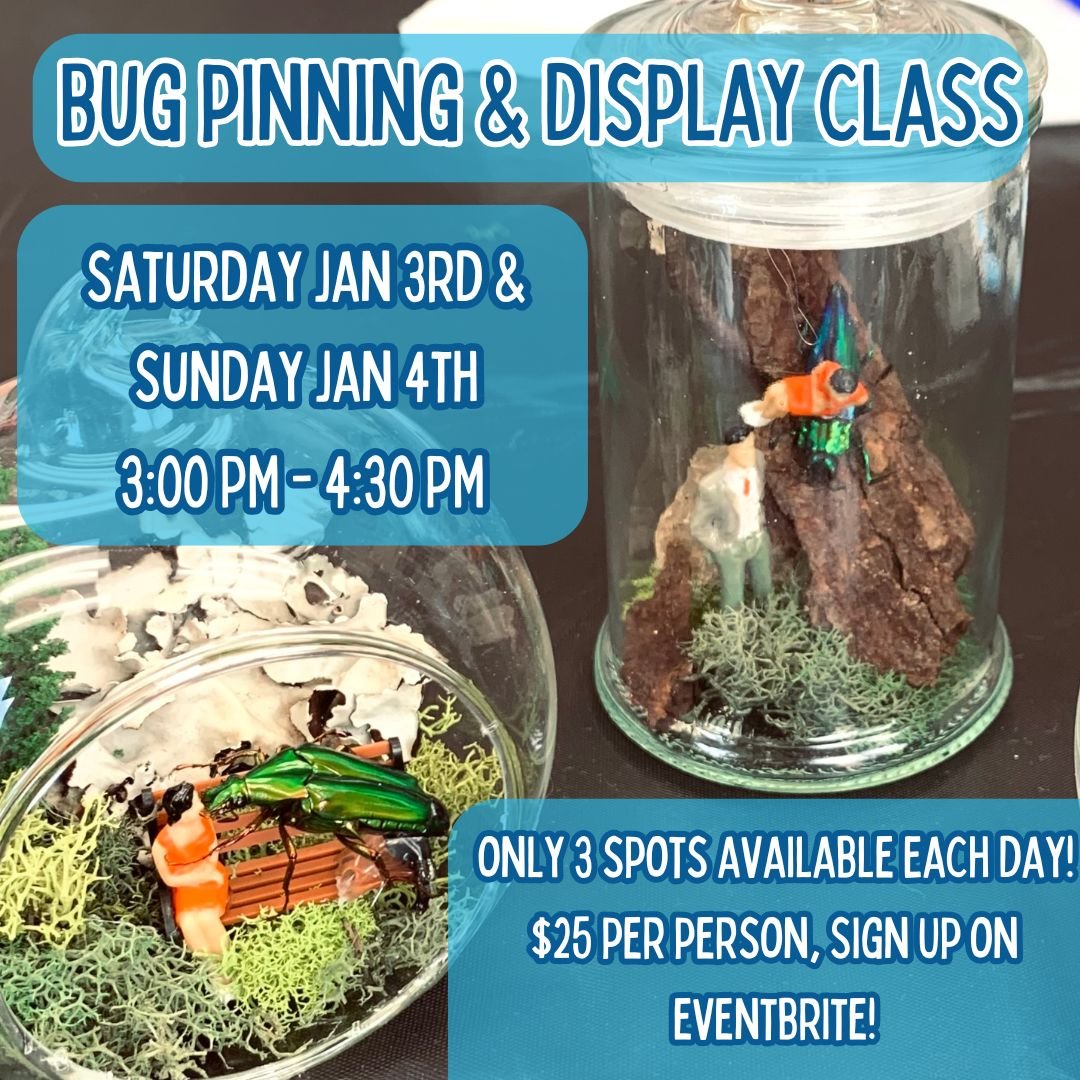 Bug Pinning &amp; Display Class: Beginner - January 2026