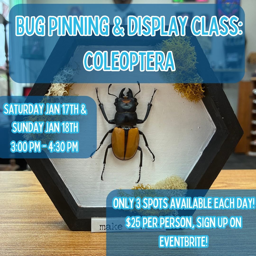 Bug Pinning &amp; Display Class: Coleoptera - January 2026