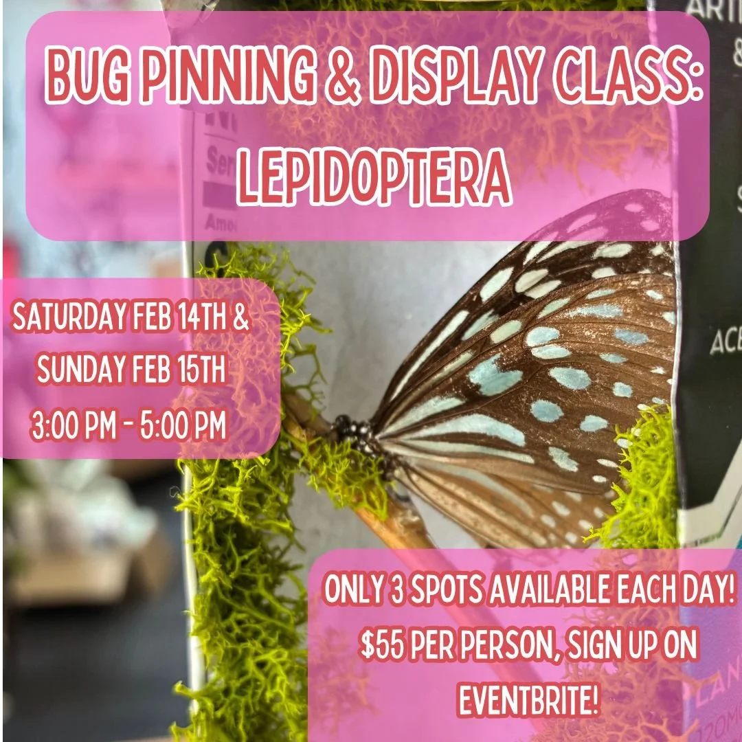 Bug Pinning &amp; Display Class: lepidoptera - February 2026 