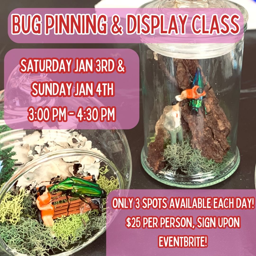 Bug Pinning &amp; Display Class: Beginner - February 2026