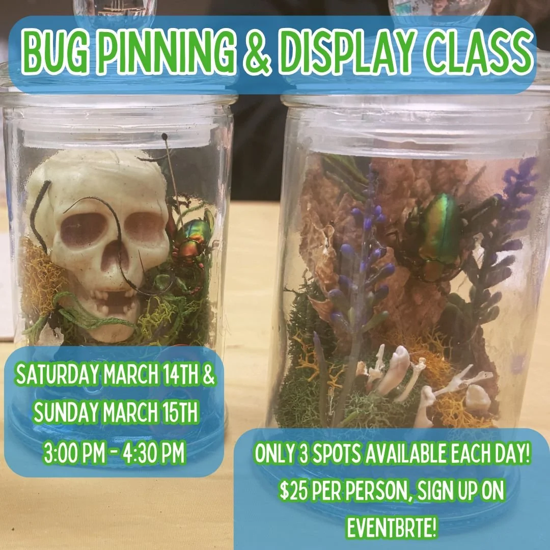 Bug Pinning &amp; Display Class: Beginner - March 2026