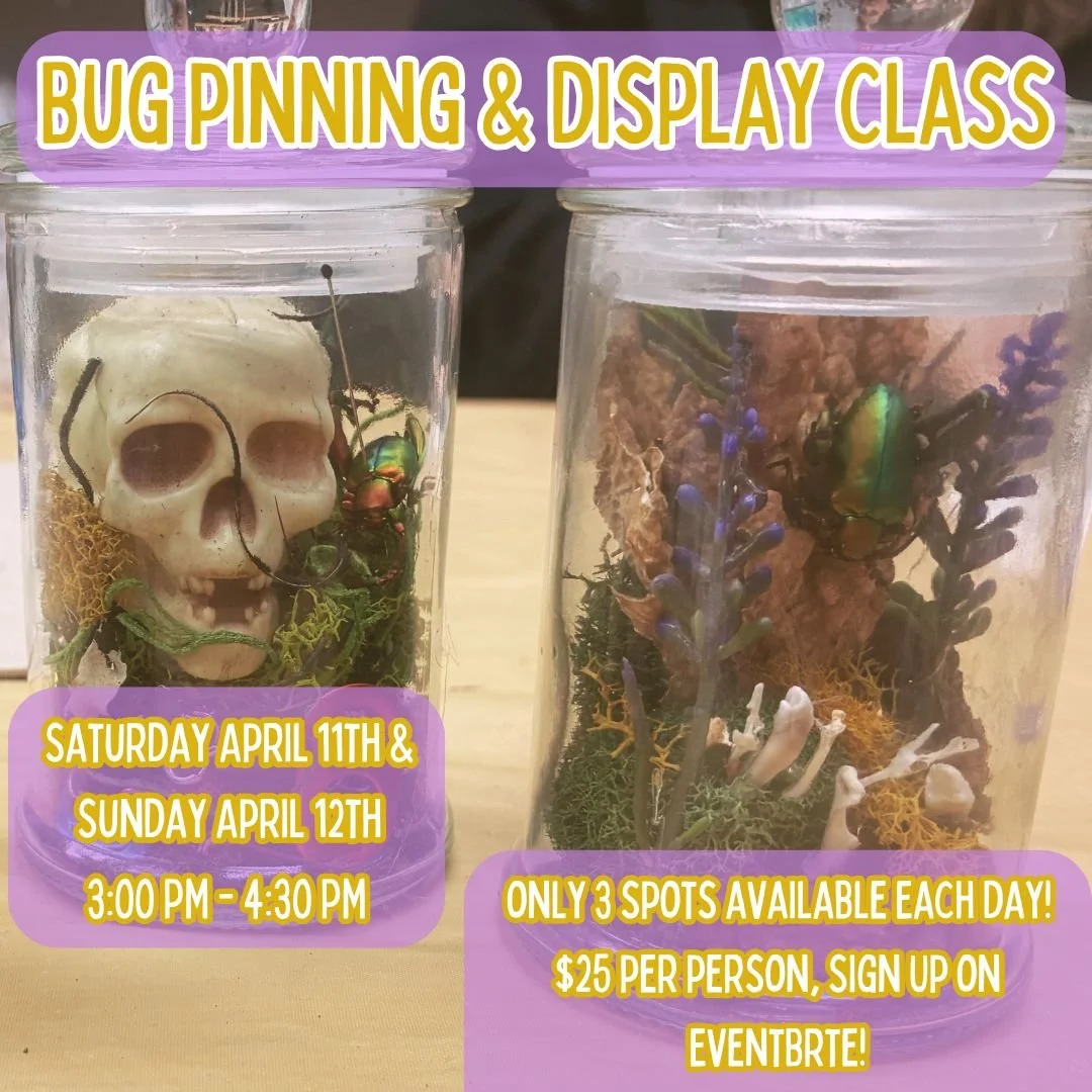 Bug Pinning &amp; Display Class: Beginner - April 2026 