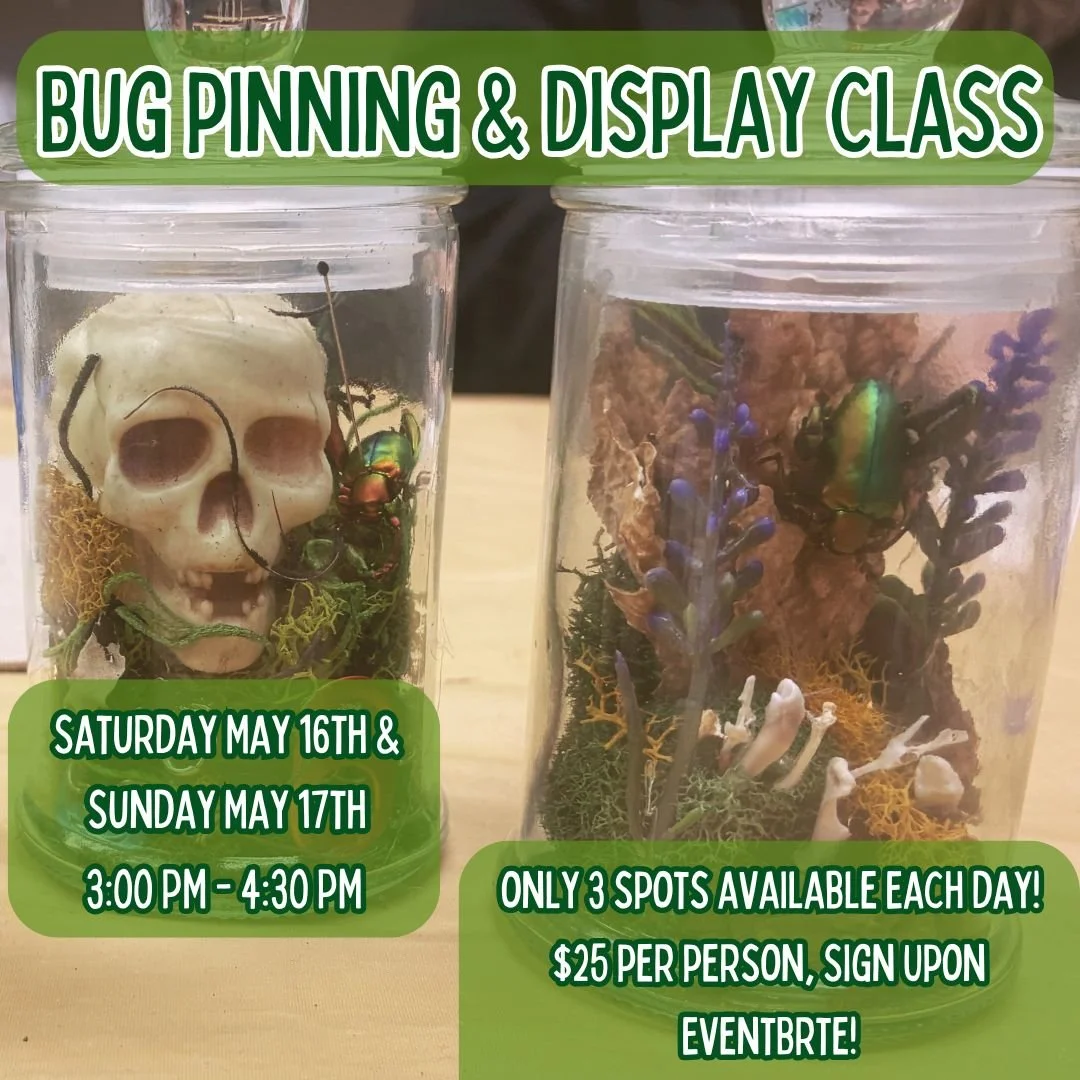 Bug Pinning &amp; Display Class: Beginner - May 2026 