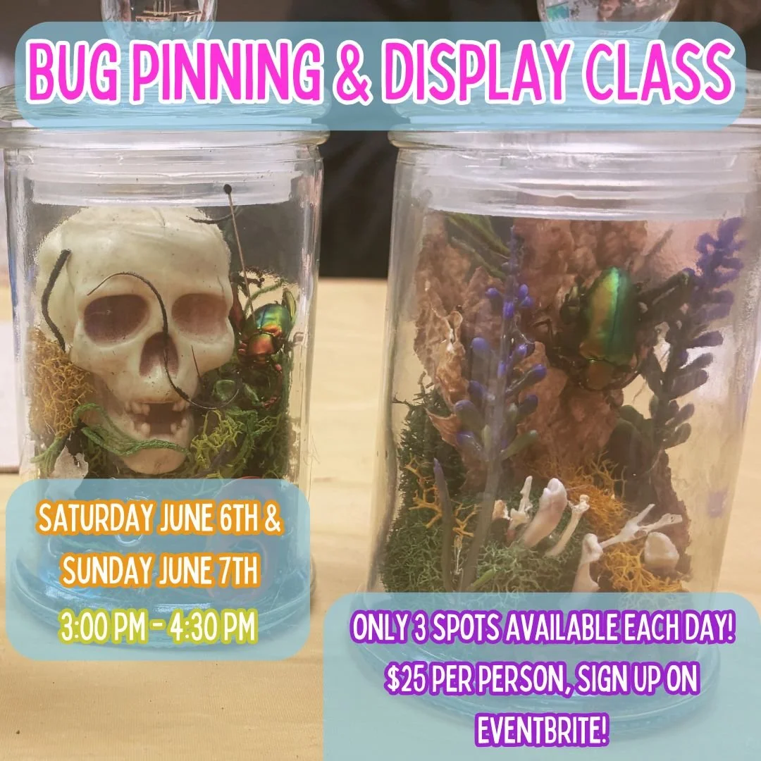 Bug Pinning &amp; Display Class: Beginner - June 2026