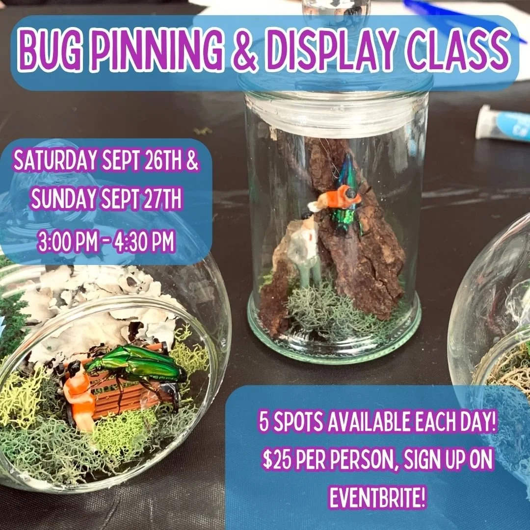 Bug Pinning &amp; Display Class September 2026