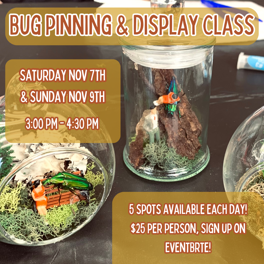 Bug Pinning &amp; Display Class November 2026