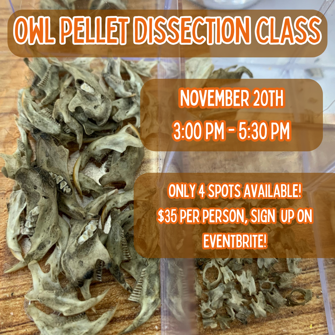 Owl Pellet Dissection Class - November 2026 