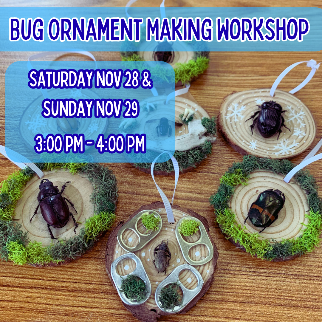 Bug Ornament Making Workshop - November 2026