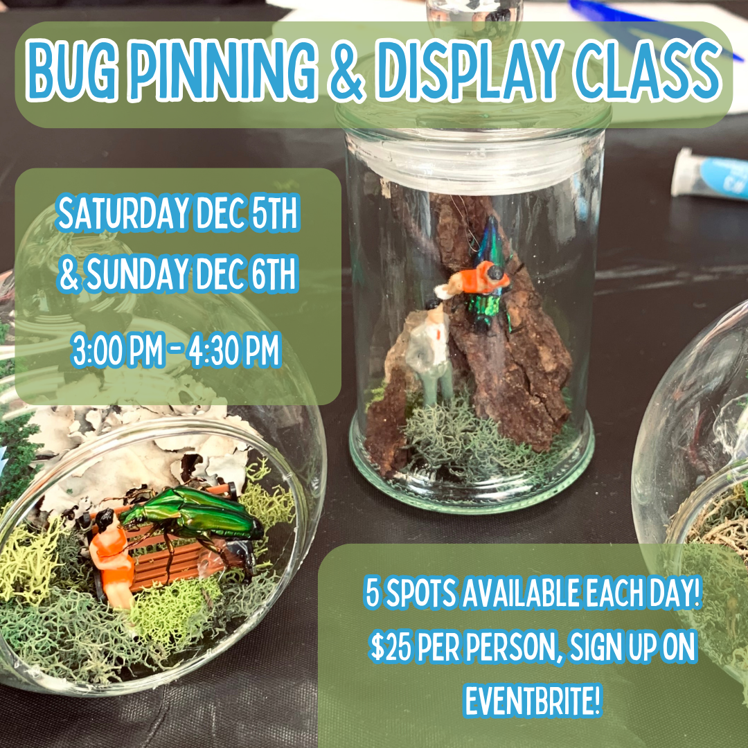 Bug Pinning &amp; Display Class December 2026