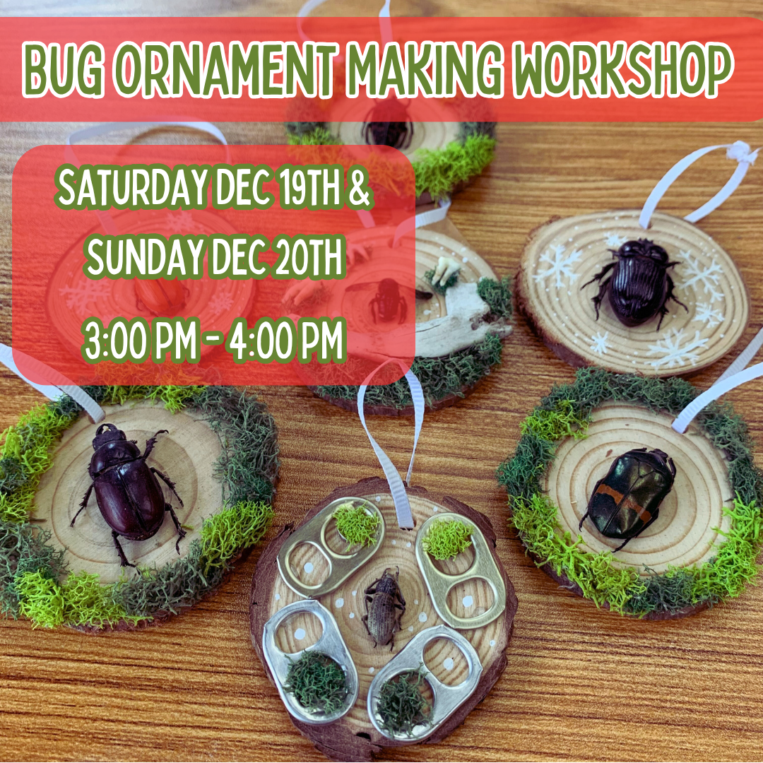 Bug Ornament Making Workshop - December 2026 