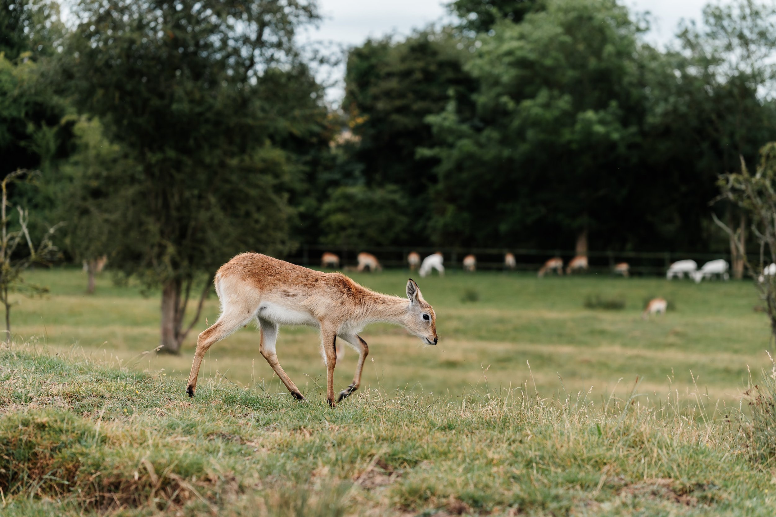 Amelia and Steve's Wedding at Port Lympne Park-654.jpg