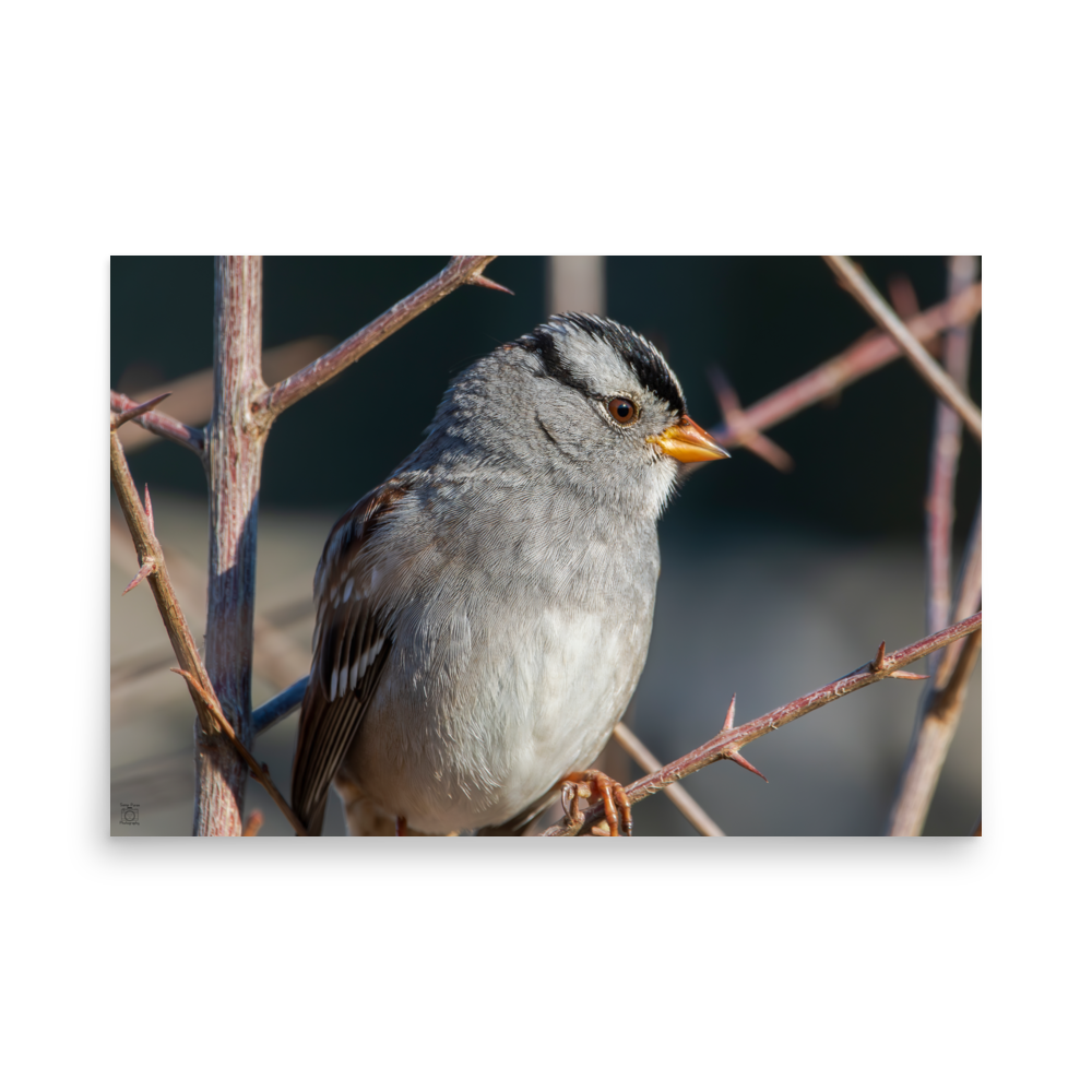 The Early Bird Print
