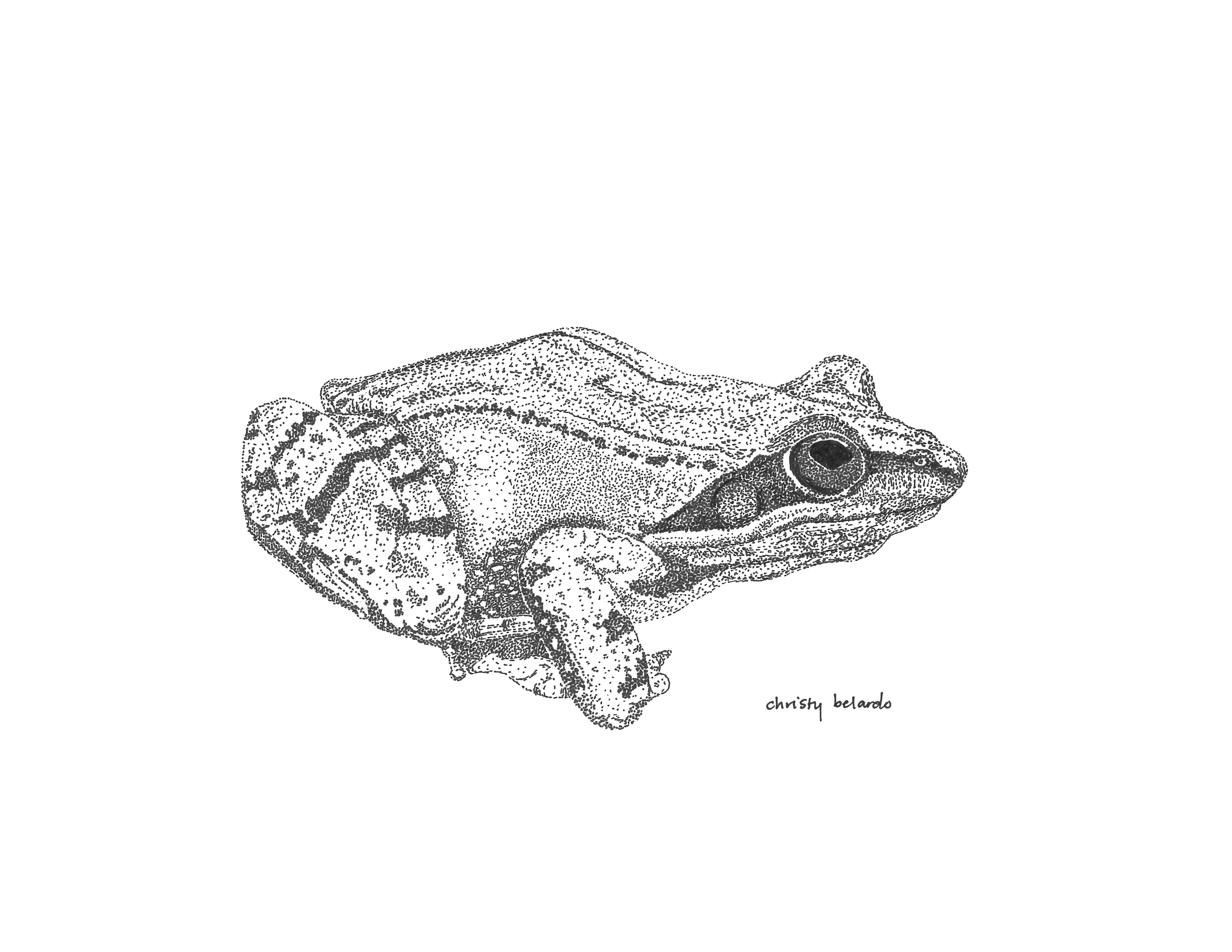 Wood Frog